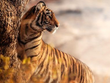 tigres