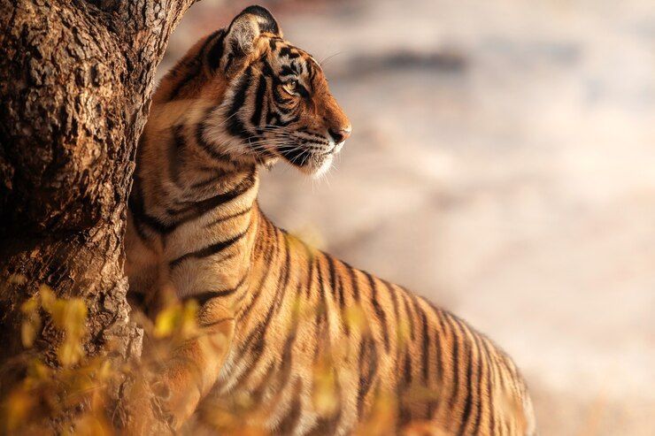 tigres
