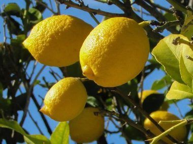 fruta