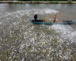 PESCADO VIETNAM