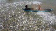 PESCADO VIETNAM