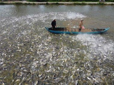 PESCADO VIETNAM