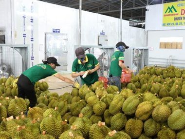 FRUTA VIETNAMITA