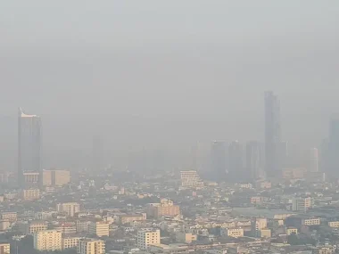 polvo