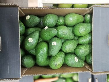 palta Malasia