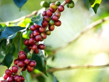 café robusta