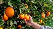 naranjas cítricos