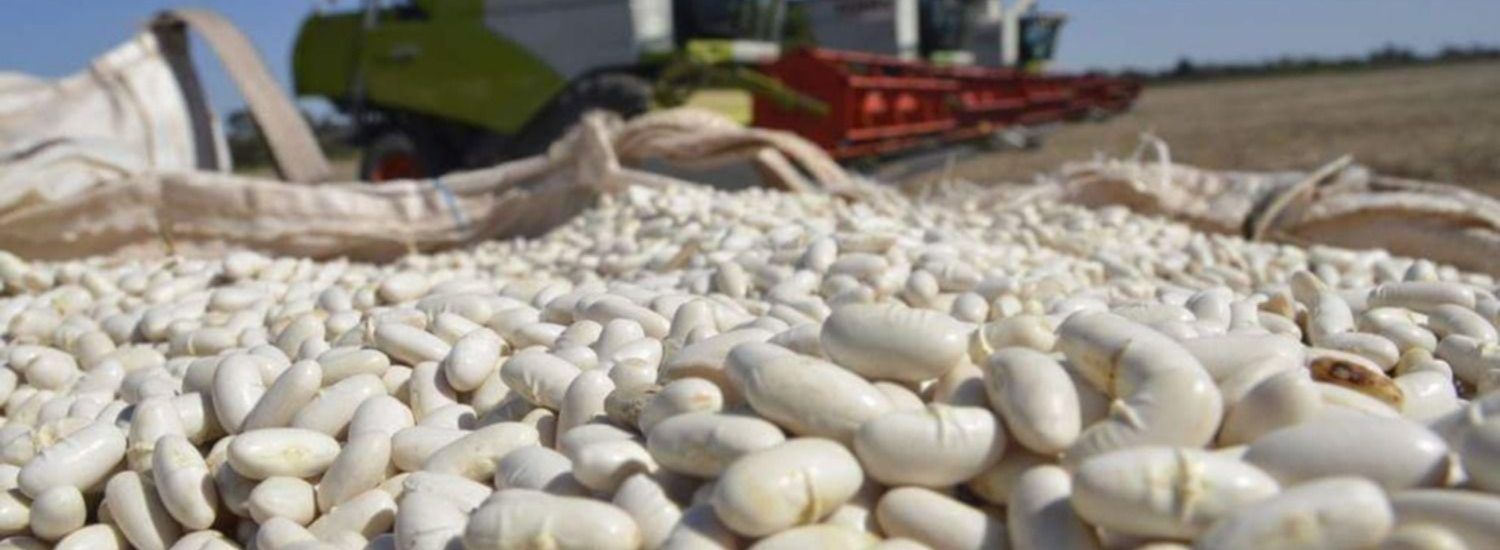 exportación