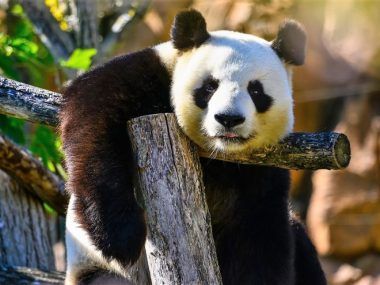panda