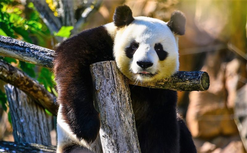 panda