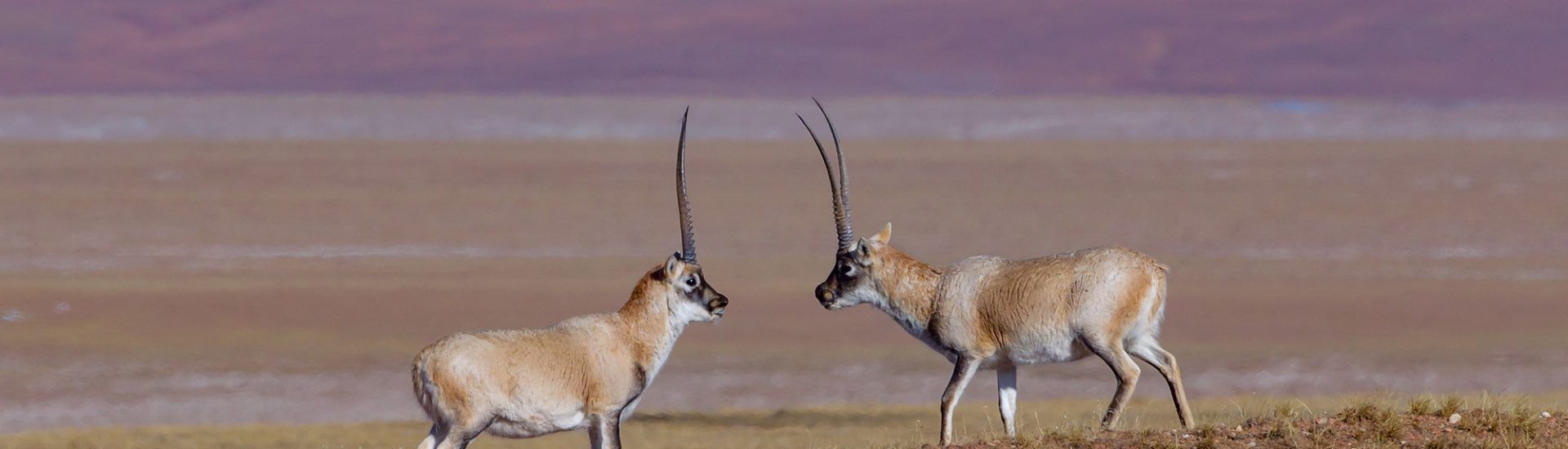 antílope tibetano