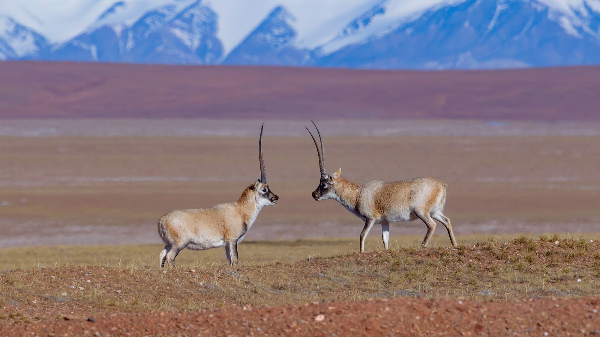 antílope tibetano
