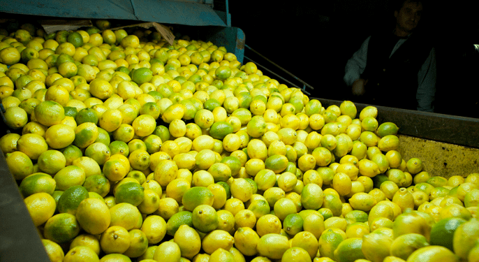 limón Grupo Ruiz