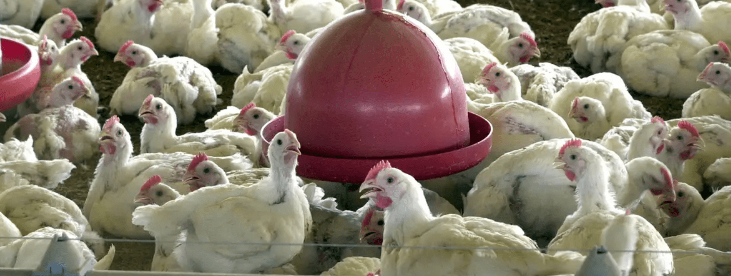 China pollo Brasil