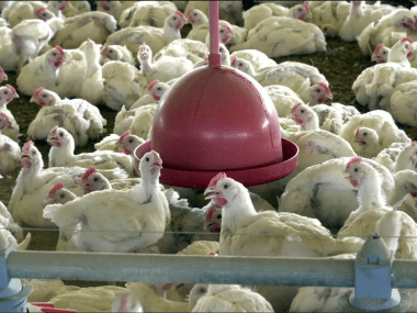 China pollo Brasil