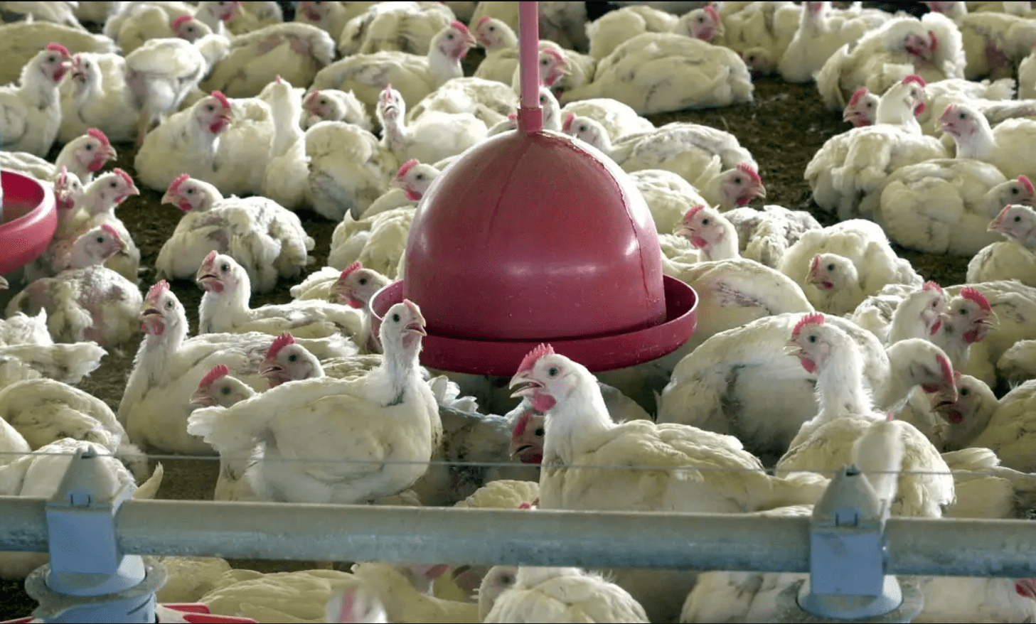 China pollo Brasil
