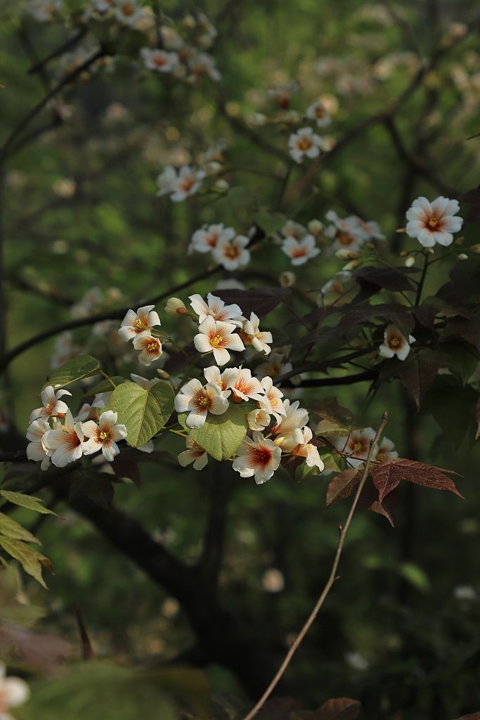 Qingming