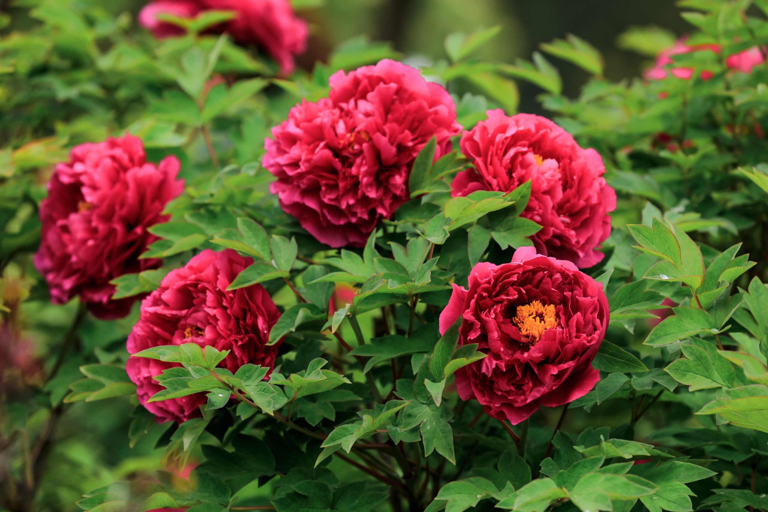 peonias