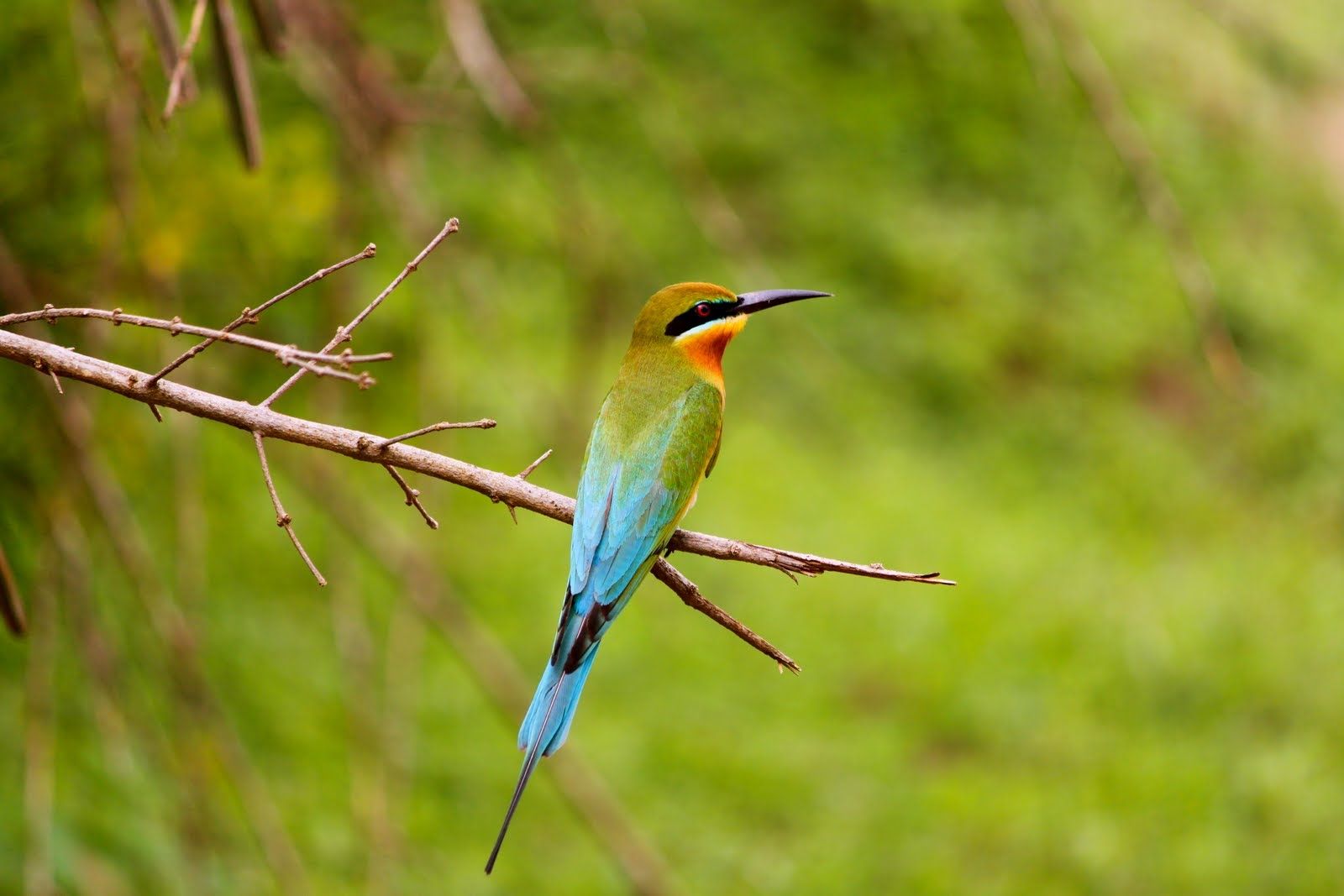 abejaruco de cola azul