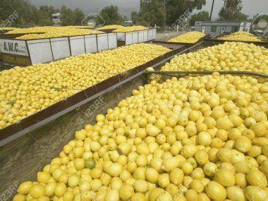 industria limón Grupo Ruiz exportación limones Seabird Argentina