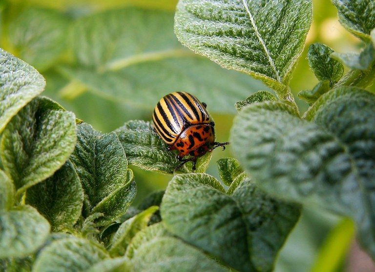 agricultura