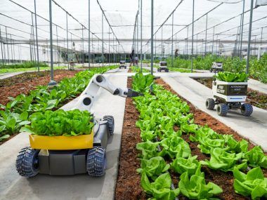agricultura