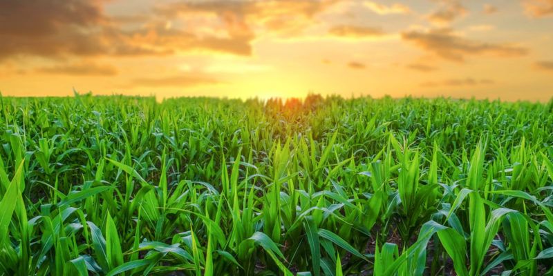 agricultura