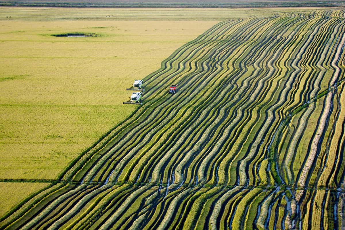 agroindustria 