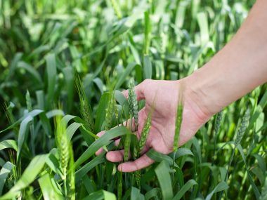 agricultura