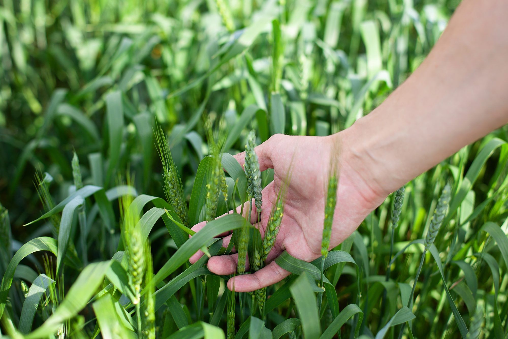 agricultura