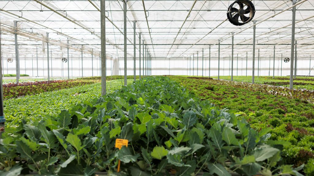 cultivo