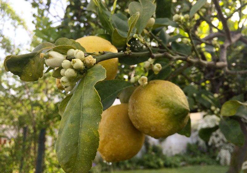 limón