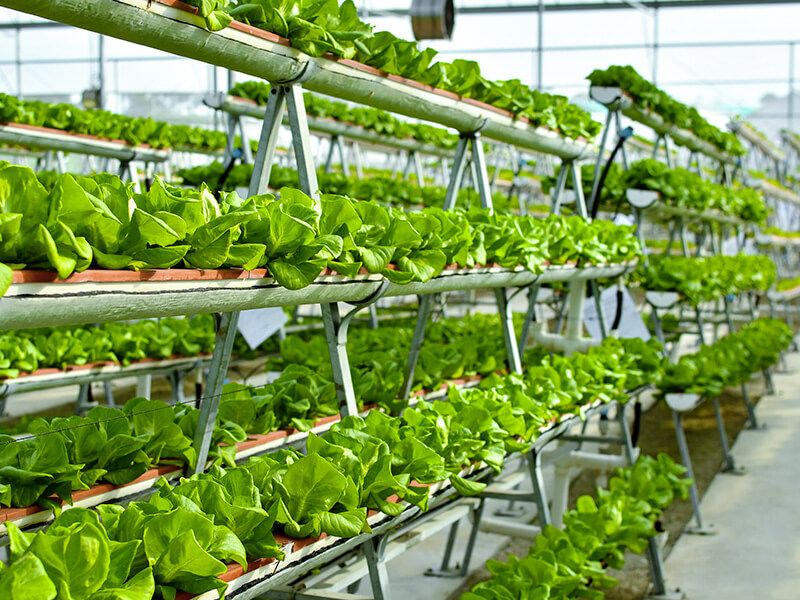 innovaciones agroindustrial