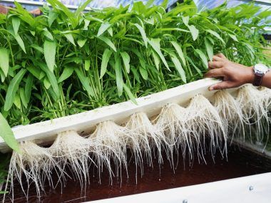 Agricultura