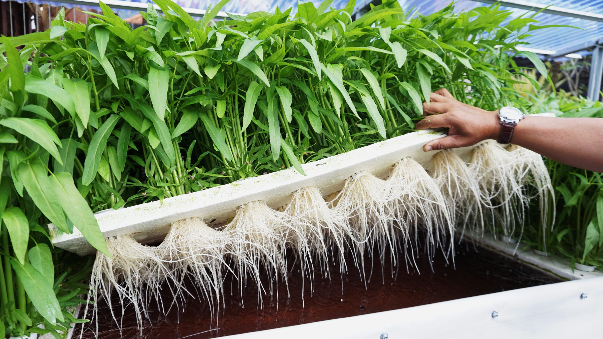 Agricultura