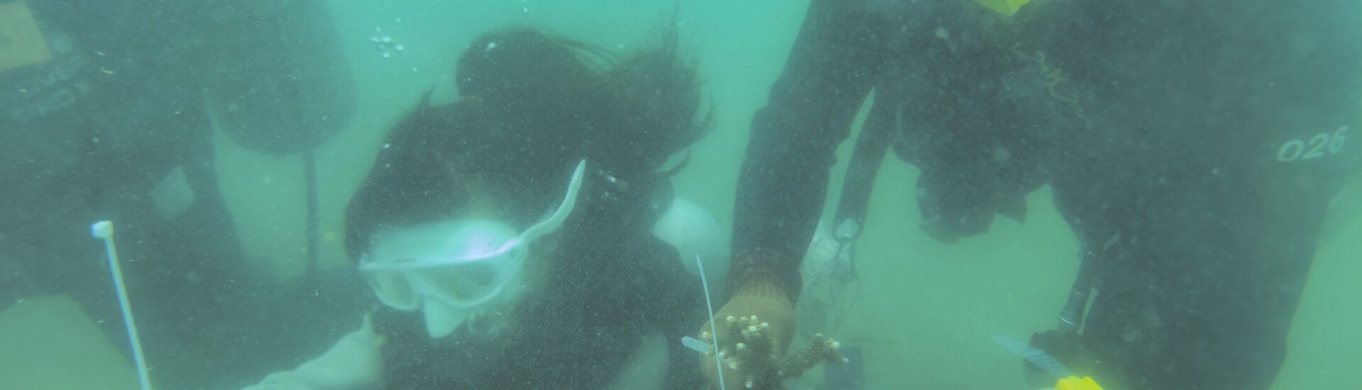 corales