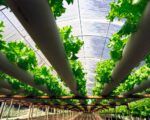 agricultura