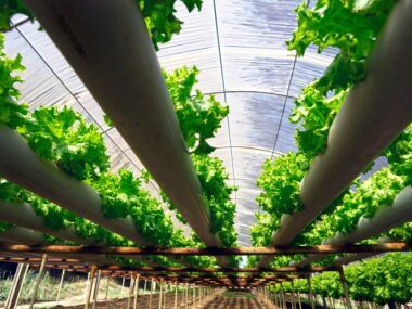 agricultura