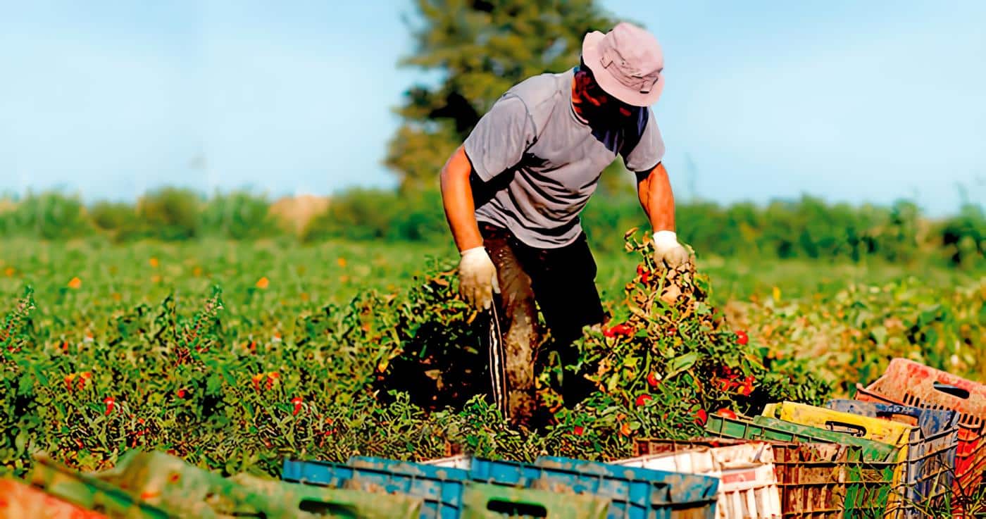 agricultura Marcelo Ruiz Juárez