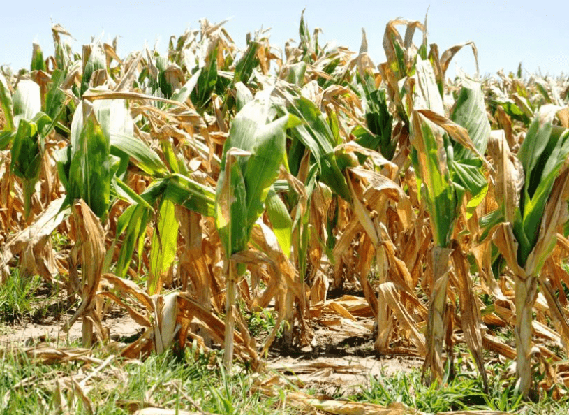 agricultura
