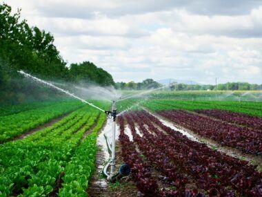 agricultura