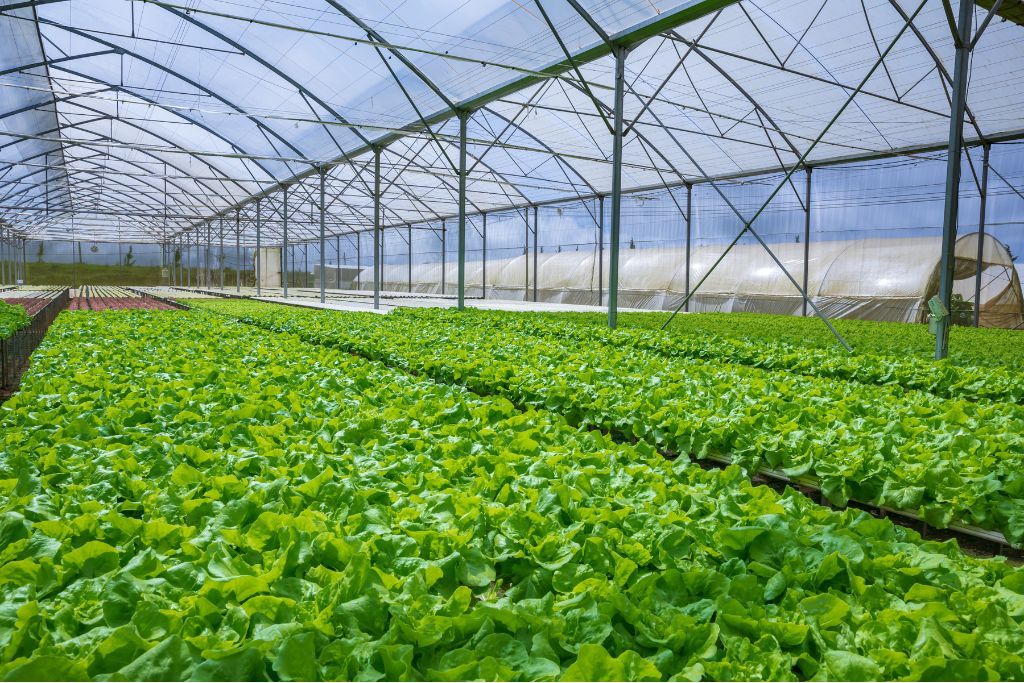 agricultura
