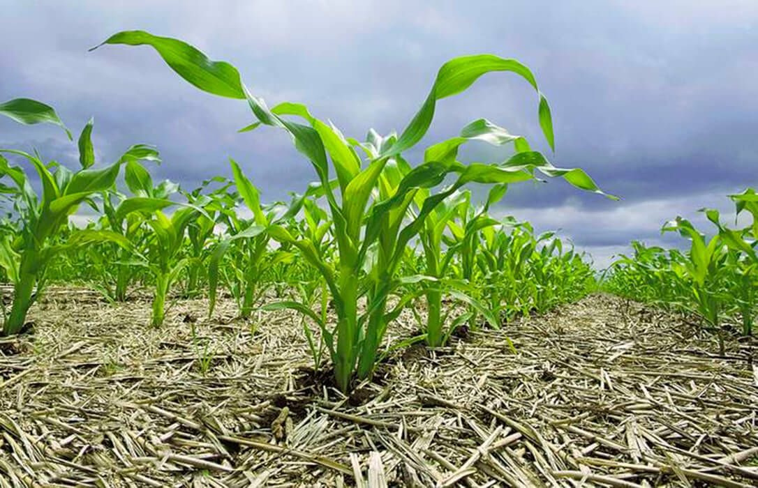 agricultura