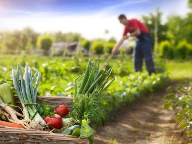 agricultura