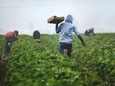 agricultura