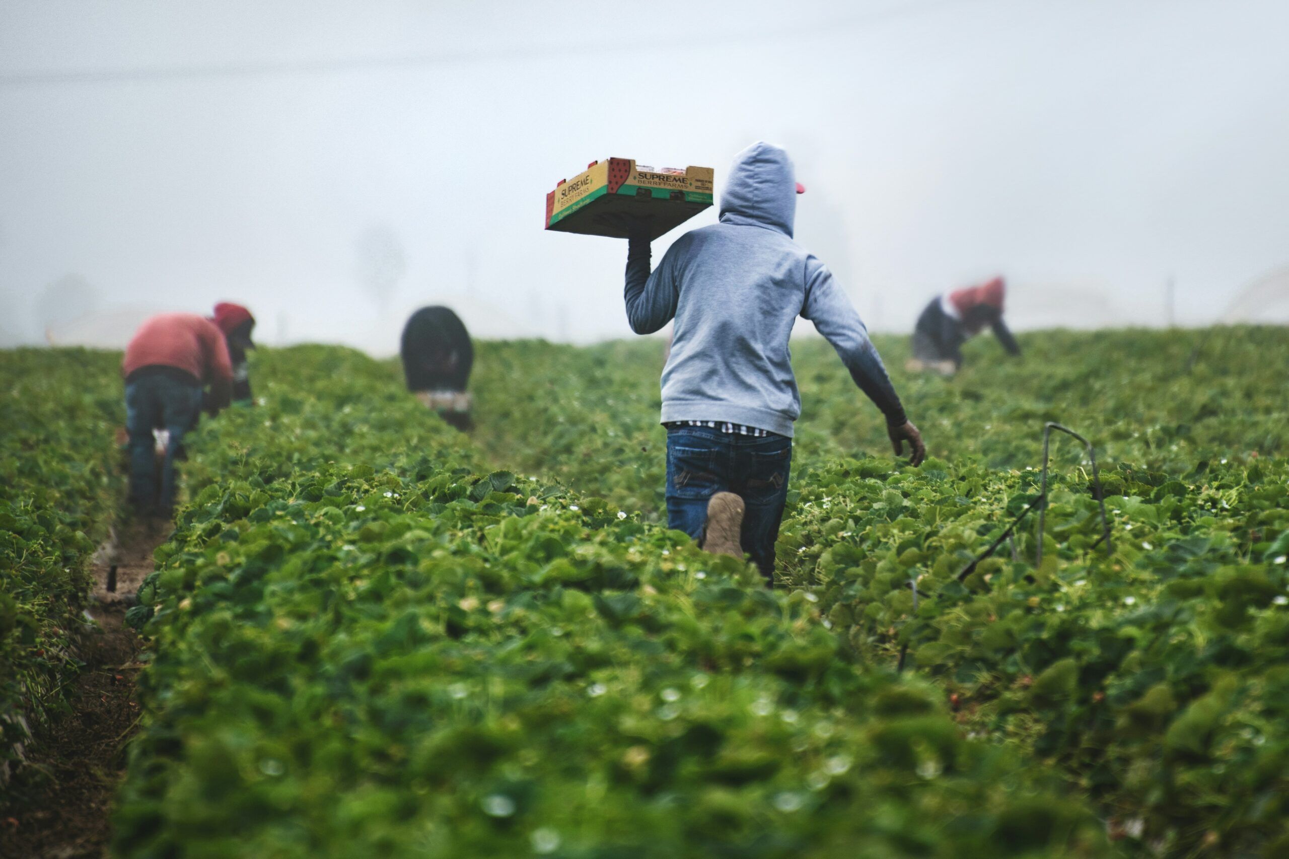 agricultura