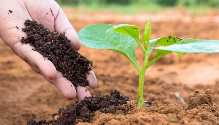 Biofertilizantes