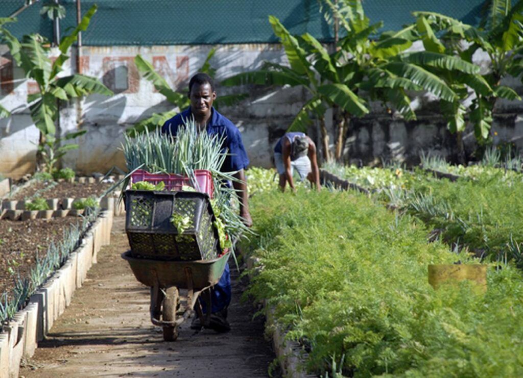 Agricultura urbana