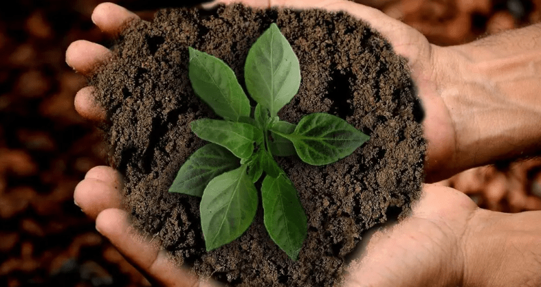 Biofertilizantes
