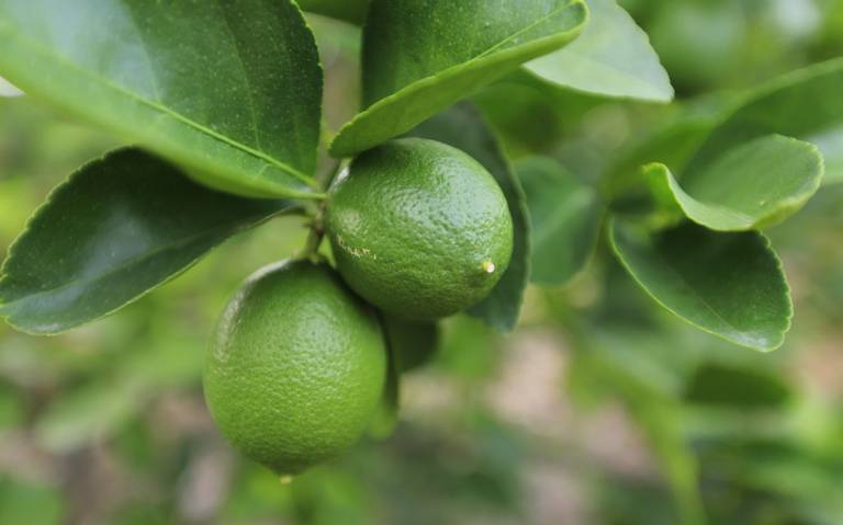 Jugo concentrado Limón